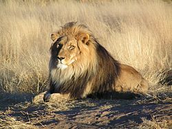  Lion : Panthera leo mâle