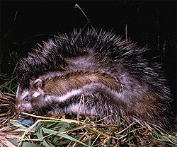  Rat à crinière (Lophiomys imhausi)