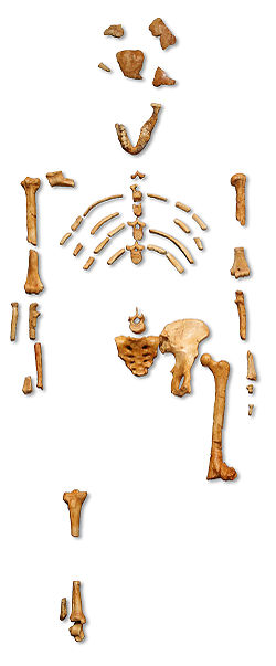  Australopithecus afarensis