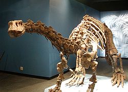 Squelette de Lufengosaurus magnus,Museum d'Histoire Naturelle de Pékin