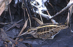  Bécassine sourde (Lymnocryptes minimus)