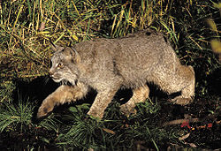  Lynx du Canada (Lynx canadensis)