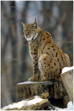  Lynx lynx