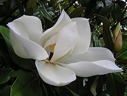 fleur de Magnolia grandiflora