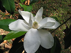  Magnolia grandiflora