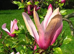  Magnolia liliiflora 'Nigra'