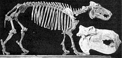  Hippopotamus lemerlei avec un crâne de Hippopotamus amphibius