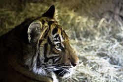  Tigre de Malaisie (Panthera tigris jacksoni)