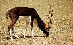  Antilope cervicapra mâle