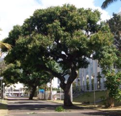  Vieux Mangifera indica, en ville, à la Réunion