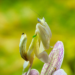  Mante orchidée (Hymenopus coronatus)