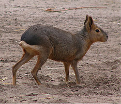  Mara, ou lièvre de Patagonie. Dolichotinae