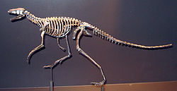  Squelette de Marasuchus, un dinosauriforme primitif