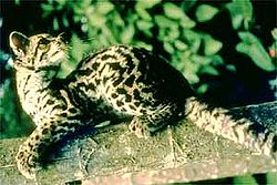  Margay (Leopardus wiedii)