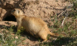  Marmotte à longue queue en Ouzbékistan