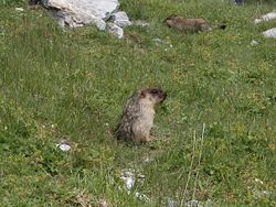  Marmota camtschatica (marmot paradise, rochers de Naye)