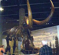 Squelette de Mastodonte exposé au musée de Bismarck