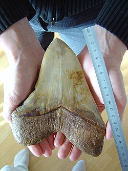  Une dent fossile de Carcharodon megalodon
