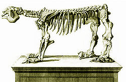  Squelette reconstitué sans sa queue.Noter l'éperon osseux au niveau du coude,sur les pattes avant