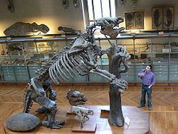 Squelette de Megatherium americanumau Musée d'histoire naturelle de Paris