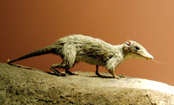 Reconstruction du Megazostrodon,au Musée d'histoire naturelle de Londres