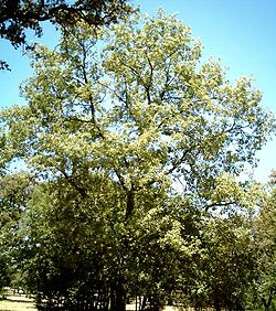  Chêne tauzin (Quercus pyrenaica)