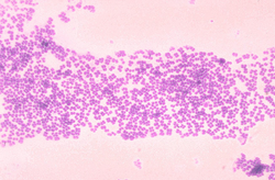  Micrococcus mucilaginosis