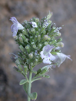  Micromeria fruticosa (Mont Carmel, Israël)