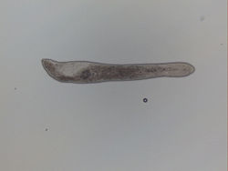  Microstomum papillosum