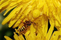  Misumena vatia capturant une abeille solitaire du genre Nomada