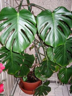 Monstera deliciosa est une plante d'appartement populaire, souvent appelée de manière impropre « philodendron »