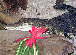  Crocodylus moreletii
