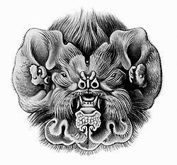  Gueule de Mormoops blainvilliipar Ernst Haeckel (1904)