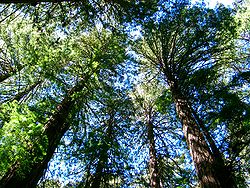 En Californie, forêt de séquoias du Muir Woods National Monument