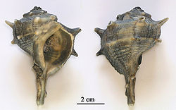 Coquilles de Bolinus brandaris,l'un des deux murex de l'Antiquité