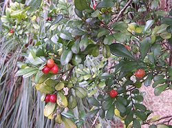 Murraya paniculata (fruits)