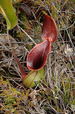 Nepenthes Lowii