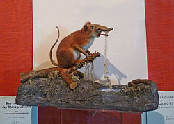 Un Emunctator sorbens du Musée zoologique de Strasbourg