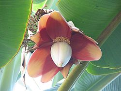  Fleur d'Abaca (Musa textilis)