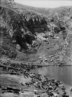 Rassemblement de bétail dans les montagnes près du Mont Kosciuszko.