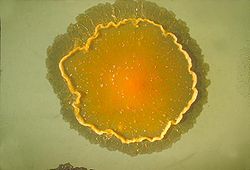  Culture de Mycobacterium marinum