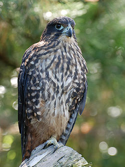  Falco novaeseelandiae
