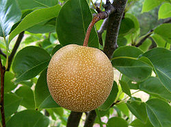  Nashi 'Kumoi' (Pyrus pyrifolia)