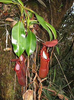 Nepenthes edwardsiana