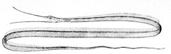  Nemichthys scolopaceus