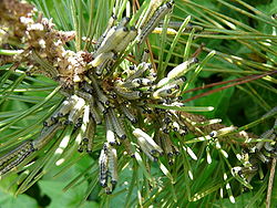 Chenilles de Neodiprion sertifer sur un pin nain