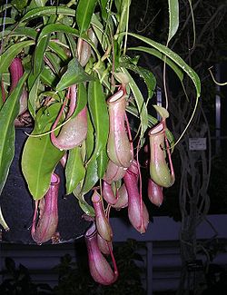  Nepenthes hybride