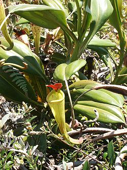 Nepenthes madagascariensis