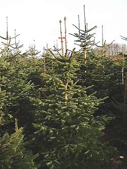  Sapins de Nordmann cultivés pour la production d'arbres de Noël