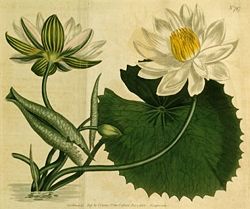 Lotus, ici Nymphaea lotus